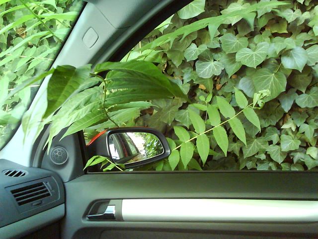 He, was wächst da in mein Auto?