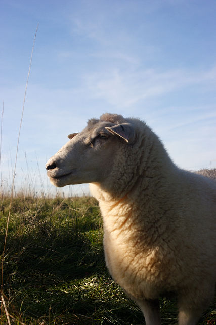Das stolze Schaf
