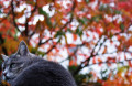 Dicke Katz im Herbst