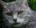 Auch heute wieder: Die Katz!