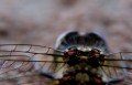 Libelle