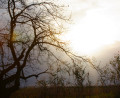 Baum