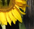 Sonne