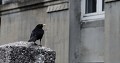 Amsel