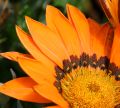 Orange Blume, wasweissich ...