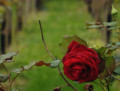 Die letzte Rose